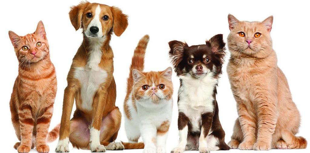 Доска объявлений о животных | ЗооТом - продажа, вязка и услуги для животных в Лисках