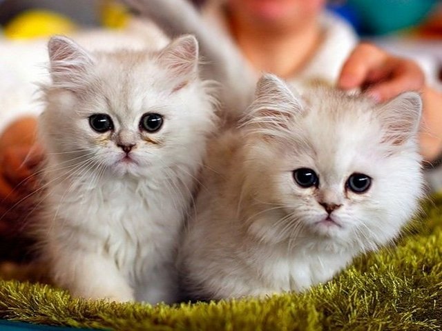 Породы кошек в Лисках | ЗооТом портал о животных