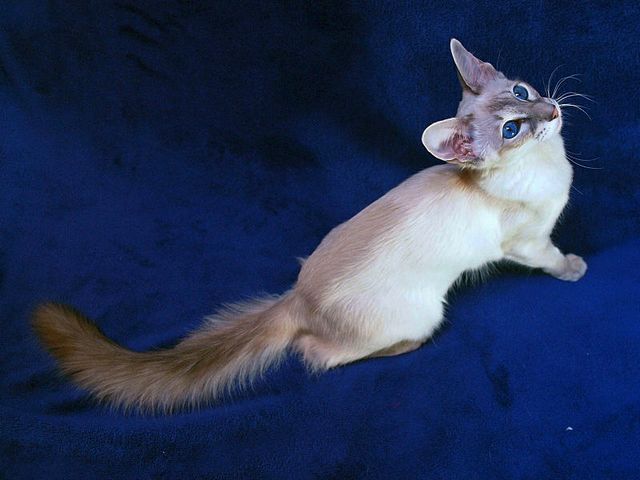 Выведенные породы кошек в Лисках | ЗооТом портал о животных