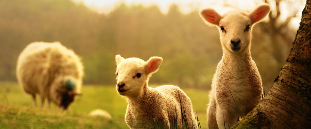 Объявления о сельскохозяйственных животных | ЗооТом - продажа, вязка и услуги для животных в Лисках