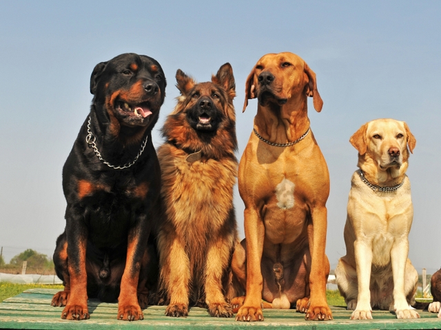 Крупные породы собак в Лисках | ЗооТом портал о животных
