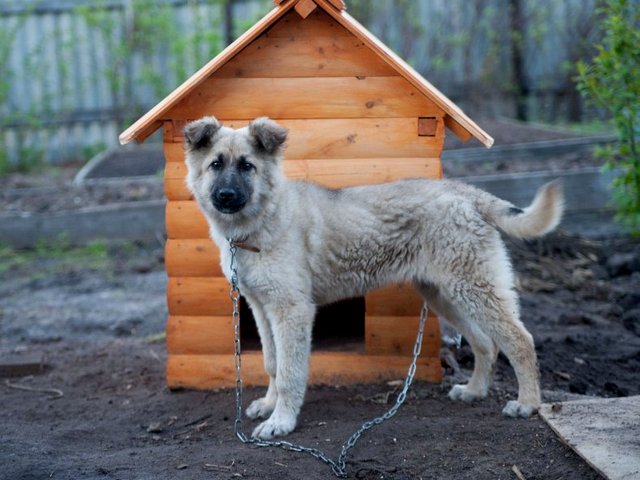 Все о собаках в Лисках Все о собаках в Лисках